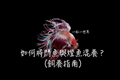 房間可以養鬥魚嗎|新手如何養鬥魚？最基本指南：魚缸、燈光、過濾 